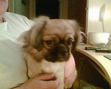 Tibetansk spaniel Kico - Er det ikke bare dejligt, jeg bli´r helt salig. billede 8