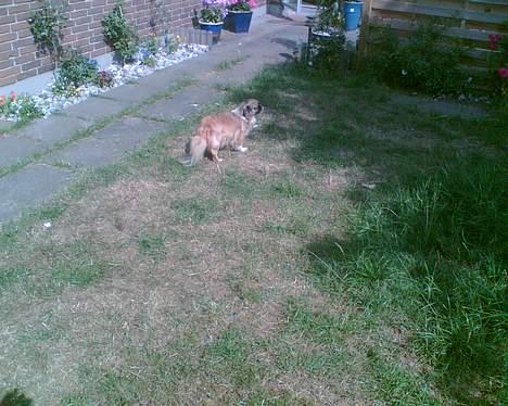 Tibetansk spaniel Zenta Kia - Jeg sniger mig lige væk fra ham med kameraet billede 5