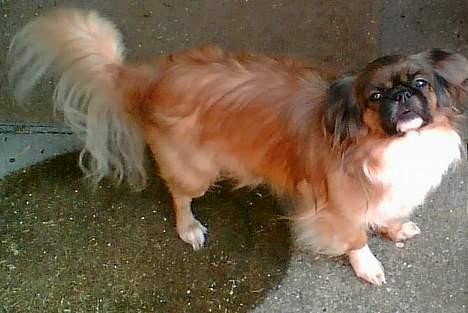 Tibetansk spaniel Zenta Kia billede 6