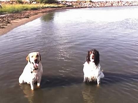 Field Trial spaniel Targo - targo og silke bader billede 16