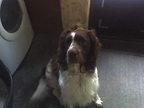 Field Trial spaniel Targo - har du nået til mig billede 17