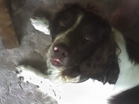 Field Trial spaniel Targo billede 18