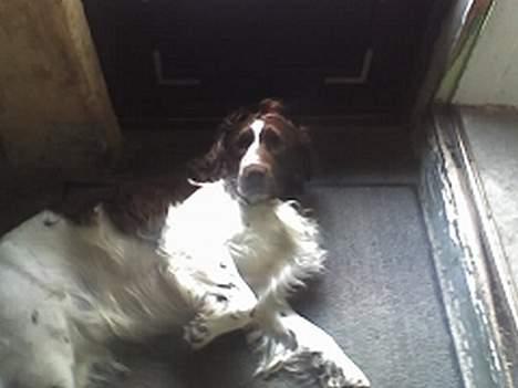 Field Trial spaniel Targo billede 19