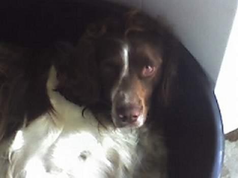 Field Trial spaniel Targo billede 20