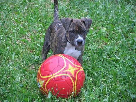 Amerikansk staffordshire terrier Tigra billede 6