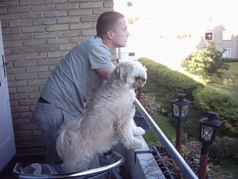 Lhasa apso Ozzy - Ozzy  elsker at holde øje med hvad der sker.. Sådan kan han kigge i timevis. billede 9