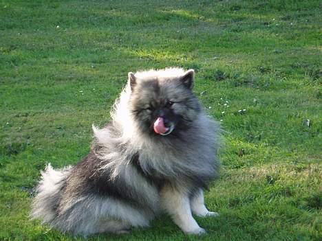 Keeshond keeshos bosco - uhm det smager godt det der. billede 14