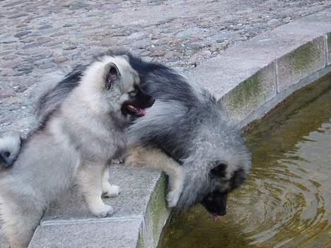 Keeshond keeshos bosco - Jeg skal lige lære min søster at drikke af den " store skål " sejt ikke! billede 15