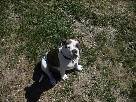 Olde english bulldogge Østergaards Britney billede 1