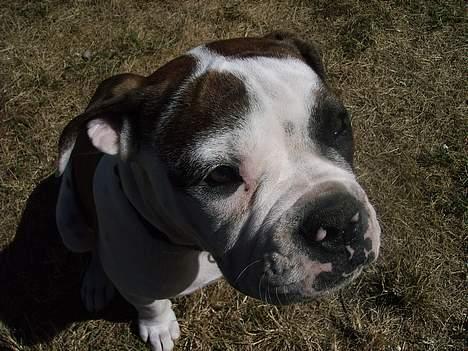 Olde english bulldogge Østergaards Britney billede 3