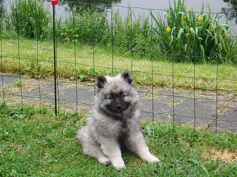 Keeshond keeshos dixi - Dejligt med en god udsigt,herfra kan jeg følge med i alt. billede 19