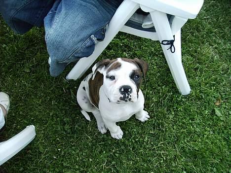 Olde english bulldogge Østergaards Britney billede 7