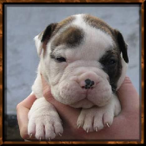 Olde english bulldogge Østergaards Britney billede 10