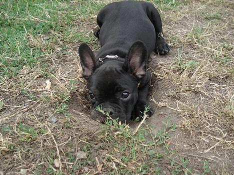 Fransk bulldog Eigil - FEEEEDT jeg fik lige "lov" at grave lidt :-)) billede 13