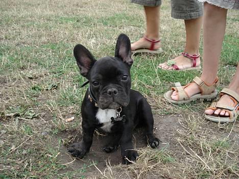 Fransk bulldog Eigil - ØV jeg blev opdaget... billede 14