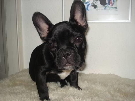 Fransk bulldog Eigil - HVA´NU ???? jeg lå jo lige og sov! billede 15