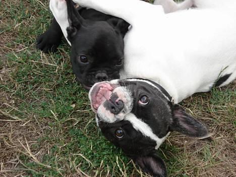 Fransk bulldog Eigil - JAAAA her ser i så min kommende kone, hun er rigtig dejlig og hedder Alma.... billede 16