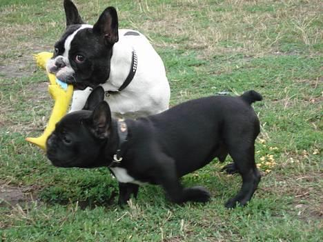 Fransk bulldog Eigil - Min "kone" og jeg deler lige min nye kylling.....tra la la hun er bare dejlig :-))) billede 17