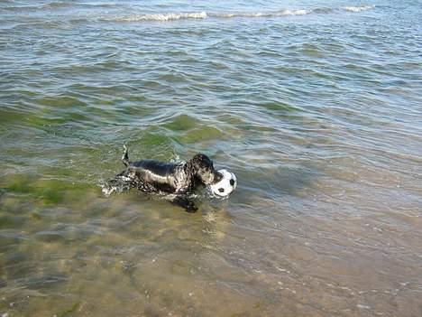 Cocker spaniel Idefix  - Idefix ude i vandet efter en pind, så dygtig den er :D billede 17
