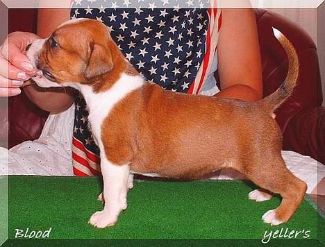 Amerikansk staffordshire terrier Yeller GreatVikings Blood - Blood  billede 4