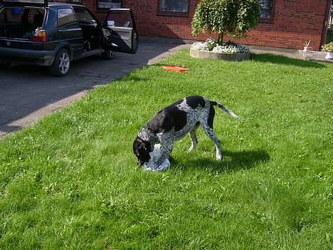 Blanding af racer Balder billede 6