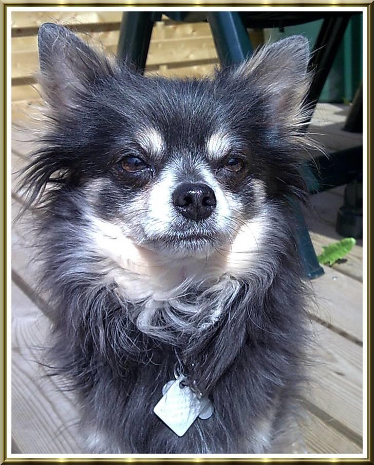 Chihuahua Lynet (Maxie 9år d.8 MAJ 2012 blev han - Moar, jeg ka SE, du har en godbid i hånden........sitter pænt........HIIITTTT 240508 billede 16