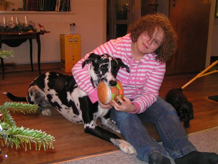 Grand danois Trixi - Hejsa, jeg hedder Trixi, og det her er min menneske-mor Jane billede 1