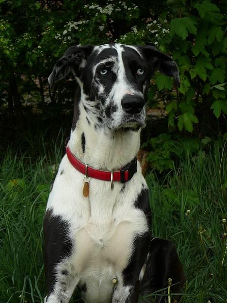 Grand danois Trixi - den 7 maj 2007 billede 2