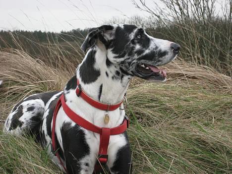 Grand danois Trixi - den 9/12 -06 billede 3