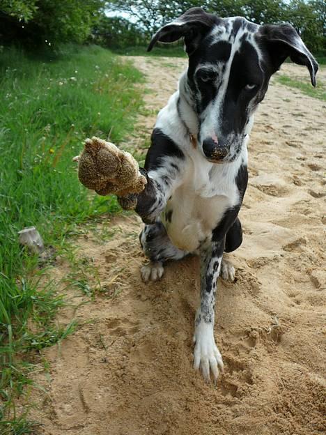 Grand danois Trixi - den 7 maj 2007 billede 4