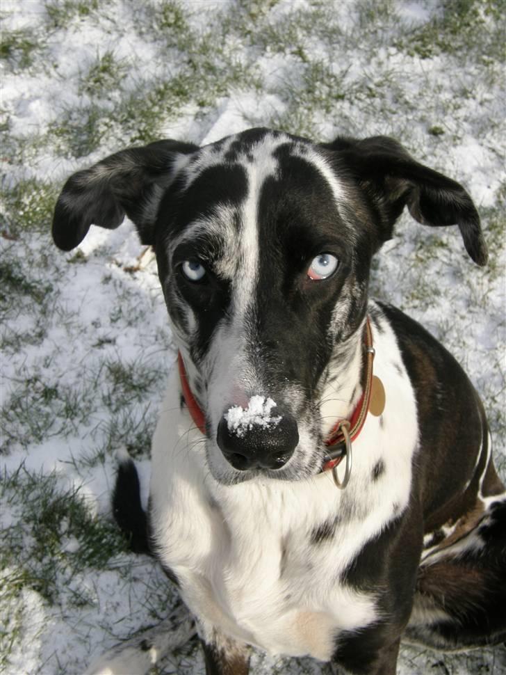 Grand danois Trixi - sne, hvor? jeg har da ikke noget på næsen! billede 5