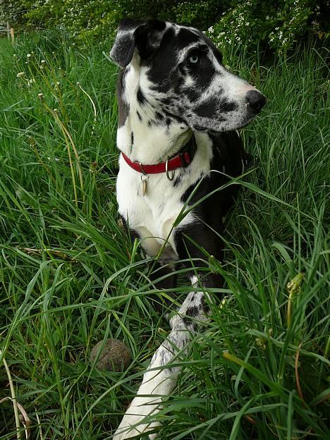 Grand danois Trixi - den 7 maj 2007 billede 6