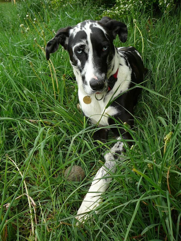 Grand danois Trixi billede 8