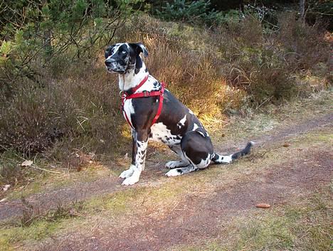 Grand danois Trixi billede 9