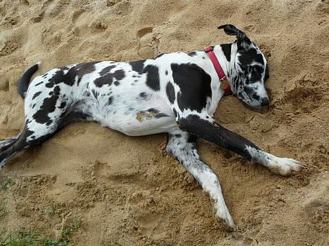 Grand danois Trixi - den 7 maj 2007 billede 10