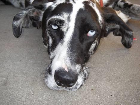 Grand danois Trixi - De smukkeste blå øjne! billede 11