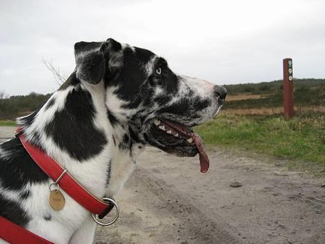 Grand danois Trixi - d. 9/12 -06 billede 12