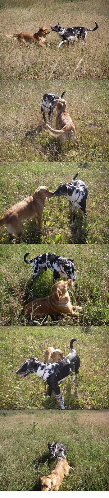 Grand danois Trixi - NYT... Min nye ven Bailey og jeg, jubii det er slønt med en lege kammerat! billede 13