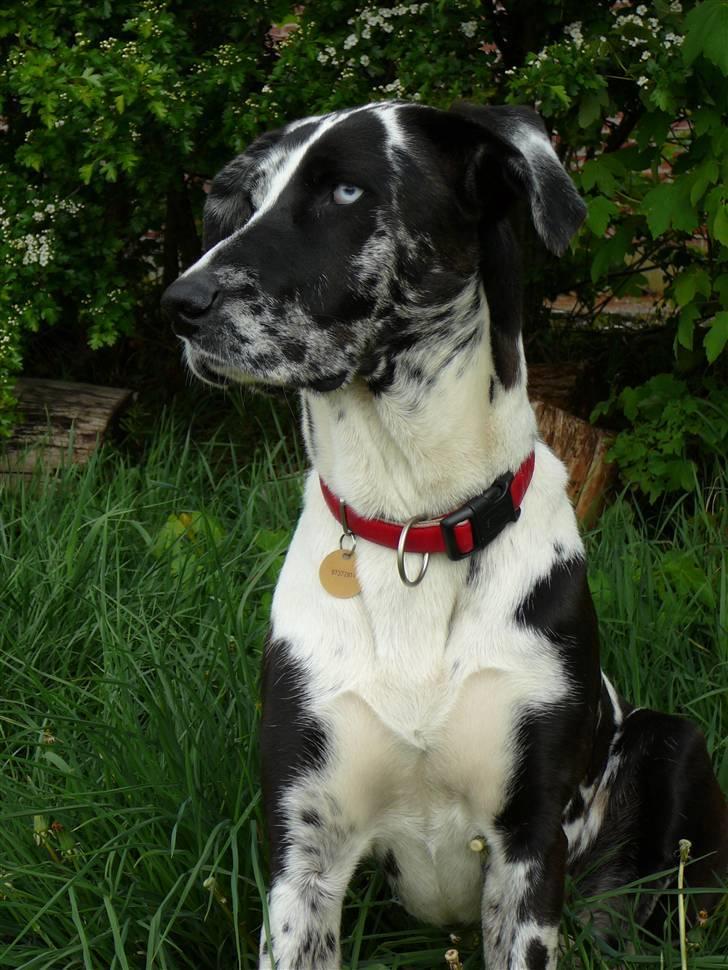 Grand danois Trixi billede 14