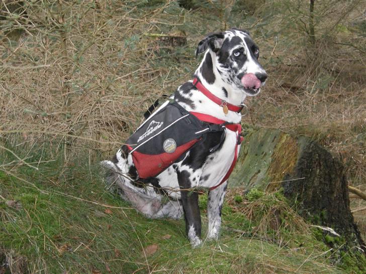 Grand danois Trixi - Trixi med hendes rygtaske, hvori hun har sit eget vand, klapsammen vandskål, hømhøm poser og en den lange hundesnor billede 15