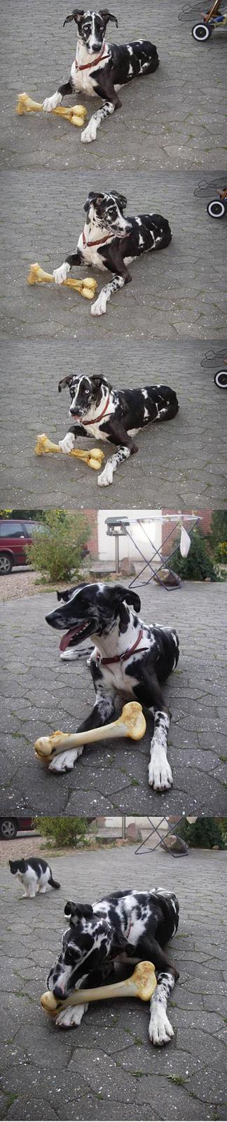 Grand danois Trixi - stor hund stort ben billede 16