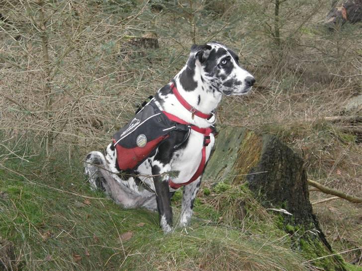 Grand danois Trixi billede 17