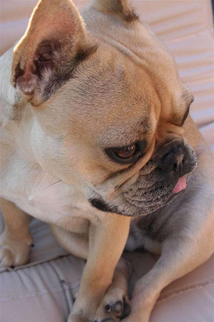 Fransk bulldog Laura billede 14