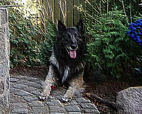 Belgisk hyrdehund Baloo - "her liger jer fint i fars bloms."tak for billedet Stine hehe :D billede 15