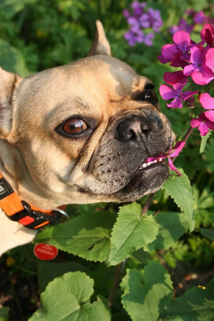 Fransk bulldog Laura billede 15