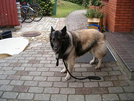 Belgisk hyrdehund Baloo - Baloo der går en tur med sig selv :D billede 16