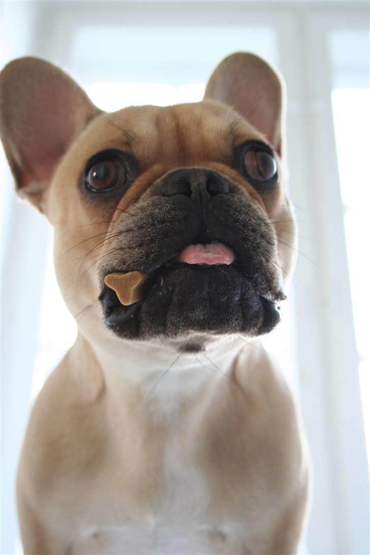 Fransk bulldog Laura billede 16