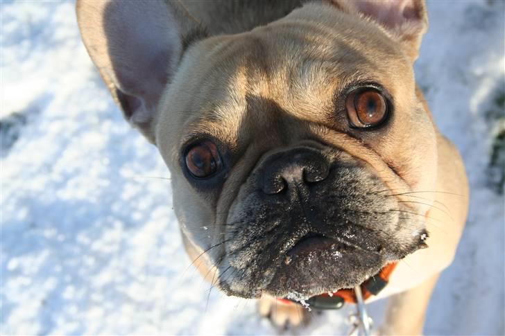 Fransk bulldog Laura billede 17