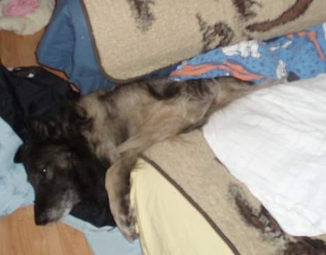 Belgisk hyrdehund Baloo - "HJÆLP!! jeg sider fast!" billede 17