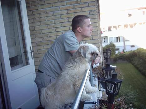 Lhasa apso Ozzy billede 10